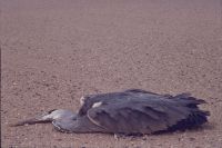 Dead A. cinerea in desert