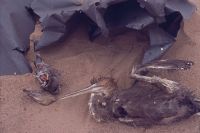 Birds below metal sheet