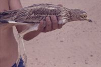 Burhinus in hand