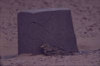 Burrhinus at track marker