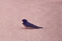 Hirundo rustica