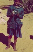 Captured Lanius senator