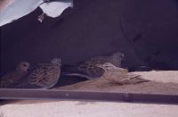 Alaemon attacs Streptopelia