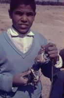 captured Oenanthe oenanthe