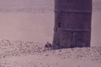 Streptopelia at marking barrel