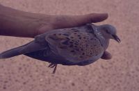 Streptopelia in hand