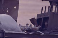 Treptopelia in truck motor