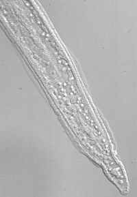 E. revolutum cercariae