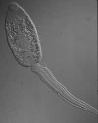 Istmiophora melis cercariae