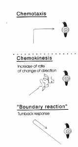 Chemoorientation