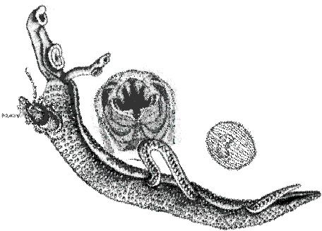 our Logo - The parasite-species we study...